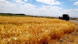 پیش‌بینی کاهش تولید غلات در اروپا به‌خاطر کمبود آب و خشکی هوا