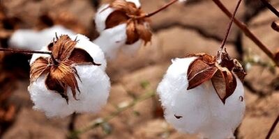 قیمت هر کیلو پنبه در شهریور ۹ هزار تومان تعیین شد
