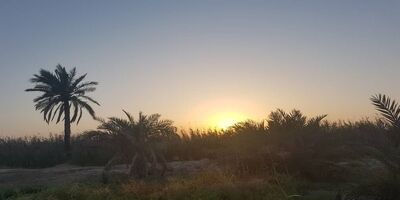 روند ارزیابی خسارت نخلستان های بیمه شده در آبادان و خرمشهر آغاز شد