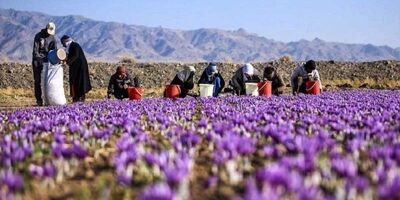 برخی از کشاورزان در مزارع کوچکتر تمایلی به استفاده از بیمه ندارند