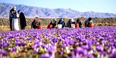 برخی از کشاورزان در مزارع کوچکتر تمایلی به استفاده از بیمه ندارند