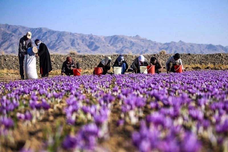 برخی از کشاورزان در مزارع کوچکتر تمایلی به استفاده از بیمه ندارند