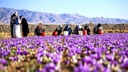 برخی از کشاورزان در مزارع کوچکتر تمایلی به استفاده از بیمه ندارند
