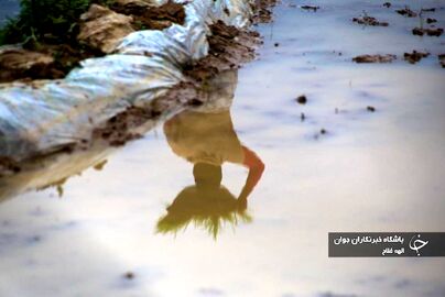 نشا