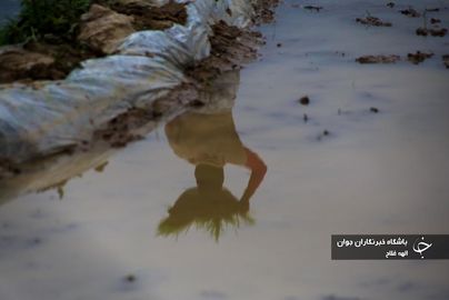 نشا