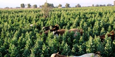 غرامت بیمه دام، طیور و زراعت خراسان جنوبی پرداخت شد