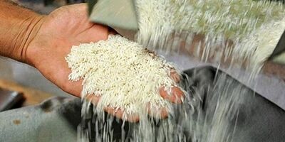 واردات برنج تایلندی ممنوع شد