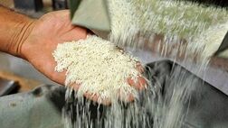 واردات برنج تایلندی ممنوع شد