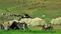 سهم ۱.۵ میلیون دام عشایر لرستان از بیمه تنها ۴۰ هزار رأس است