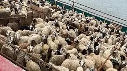 ابلاغ شیوه‌نامه نهایی صادرات دام زنده در سال ۱۴۰۱
