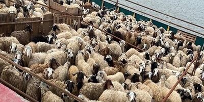 ابلاغ شیوه‌نامه نهایی صادرات دام زنده در سال ۱۴۰۱
