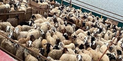 ابلاغ شیوه‌نامه نهایی صادرات دام زنده در سال ۱۴۰۱
