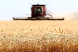 حداقل قیمت خرید تضمینی گندم برای سال زراعی جدید ۳۰ هزارتومان