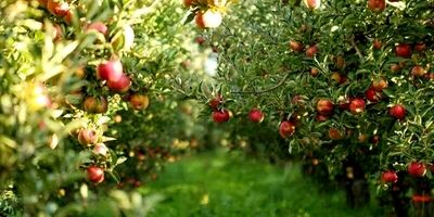  11 محصول کشاورزی برای دریافت کد سلامت در سامانه سماک ثبت شد