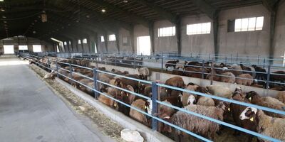 دولتمردان بیمه خشکسالی را در اولویت کارهای خود قرار دهند