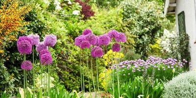 نسخه گیاهی برای کاهش اضطراب
