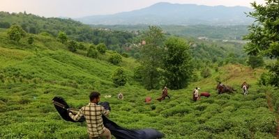  ۲۰۱۷ میلیارد تومان برگ سبز چای از چایکاران خریداری شد 