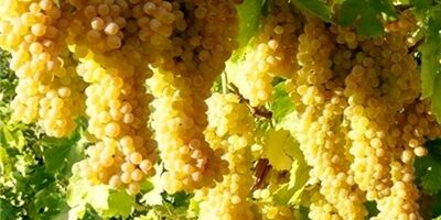 قزوین جایگاه برتر پوشش بیمه باغ‌ها را در کشور دارد