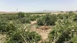 خسارت ۵۴۶ میلیارد تومانی بارندگی به زیربخش‌های کشاورزی فارس