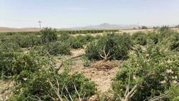 خسارت ۵۴۶ میلیارد تومانی بارندگی به زیربخش‌های کشاورزی فارس