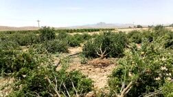 خسارت ۵۴۶ میلیارد تومانی بارندگی به زیربخش‌های کشاورزی فارس