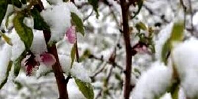 20 درصد باغ های خراسان شمالی بیمه شد