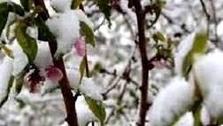 20 درصد باغ های خراسان شمالی بیمه شد
