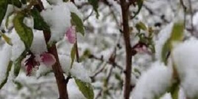 20 درصد باغ های خراسان شمالی بیمه شد