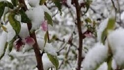 20 درصد باغ های خراسان شمالی بیمه شد