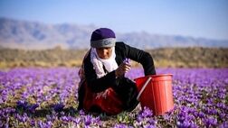 4 هزار فاروجی فاقد بیمه اجتماعی روستایی هستند