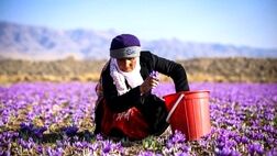 4 هزار فاروجی فاقد بیمه اجتماعی روستایی هستند