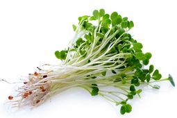 خواص باورنکردنی یونجه برای سلامتی / از کاهش کلسترول، قند خون تا فراتر از آن