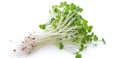خواص باورنکردنی یونجه برای سلامتی / از کاهش کلسترول، قند خون تا فراتر از آن