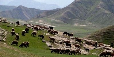 ۸۵ درصد دام عشایر آذربایجان غربی بیمه نیستند