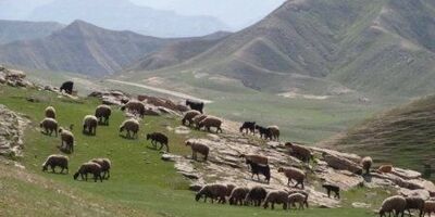 ۸۵ درصد دام عشایر آذربایجان غربی بیمه نیستند