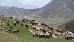 ۸۵ درصد دام عشایر آذربایجان غربی بیمه نیستند
