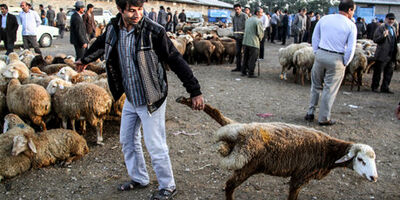 ستاد بیمه اجباری دام در استان‌ تهران تشکیل شد