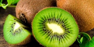 
صادرات ۳۵ هزار تن کیوی ایرانی به ۲۳ کشور/ روسیه اولین مشتری