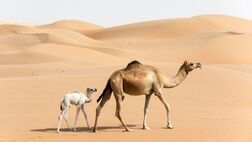 هزینه پرورش شتر چقدر است؟