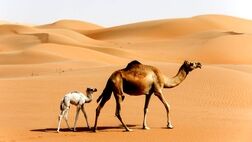 هزینه پرورش شتر چقدر است؟