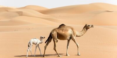 هزینه پرورش شتر چقدر است؟