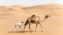 از افغانستان شتر وارد می‌کنیم