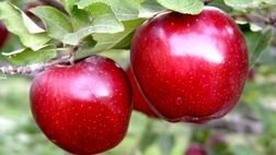خوراکی‌های مفید برای تقویت بدن در فصل پاییز
