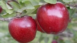 خوراکی‌های مفید برای تقویت بدن در فصل پاییز
