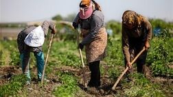 سطوح درآمدی بازنشستگان صندوق روستایی 60 درصد افزایش یافت