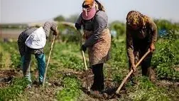 سطوح درآمدی بازنشستگان صندوق روستایی 60 درصد افزایش یافت