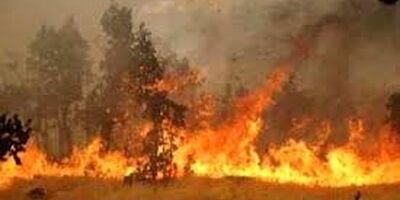 ۷۰ هکتار از مزارع جو شرکت گوهرکوه خاش در آتش سوخت