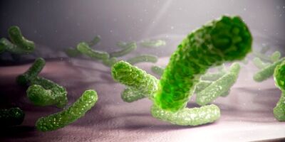 باکتری E. Coli در گوشت علت بروز بسیاری از عفونت های مجاری ادرار