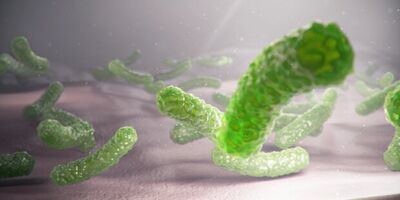 باکتری E. Coli در گوشت علت بروز بسیاری از عفونت های مجاری ادرار