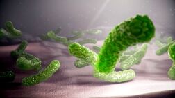 باکتری E. Coli در گوشت علت بروز بسیاری از عفونت های مجاری ادرار